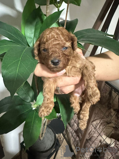 Photo №3. Chiots miniatures. Serbie