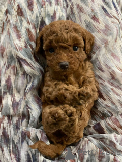 Photo №3. Caniche (royal). Allemagne