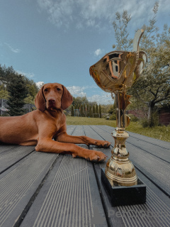 Photos supplémentaires: Chiots du Hongrois Vizsla