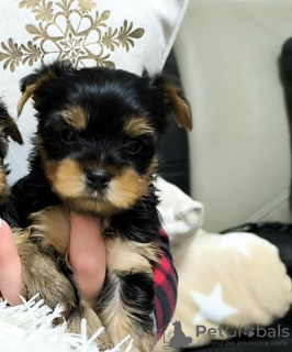 Photo №3. Yorkshire Terrier. Serbie