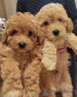 Photo №2 de l'annonce № 138810 de la vente caniche (jouet) - acheter à Serbie 