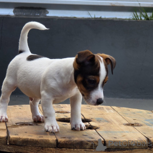 Photo №3. Mignons chiots Jack Russell Terrier, petits athlètes au grand cœur. République Tchèque