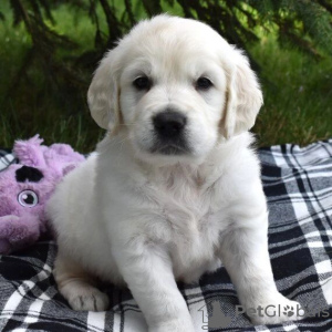 Photo №1. golden retriever - à vendre en ville de Vilnius | négocié | Annonce №119703