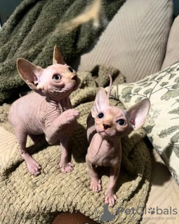 Photo №1. sphynx - à vendre en ville de Гамбург | 237€ | Annonce № 123365