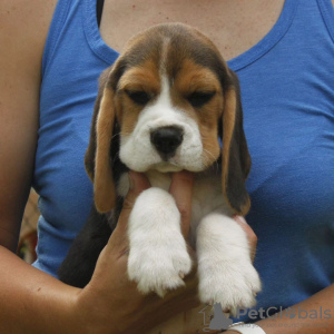 Photos supplémentaires: Fantastique portée de chiots beagle