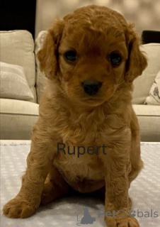 Photo №3. Puppies de race pure du golden retriever - ludique et doux!. Australie