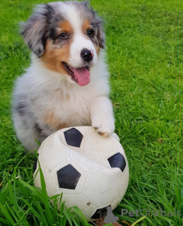 Photo №3. Bezaubernd Australian Shepherd Welpen suchen ein liebevolles Zuhause!. Grèce