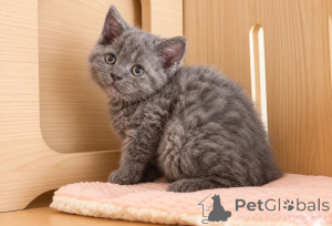 Photo №1. selkirk rex à poil ras - à vendre en ville de De Dettenheim | 350€ | Annonce № 177578