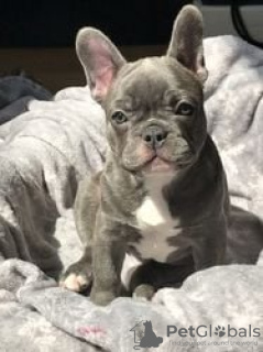 Photo №1. bouledogue - à vendre en ville de Echuca | 266€ | Annonce №129471