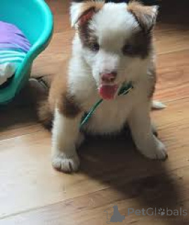 Photo №1. border collie - à vendre en ville de Maidstone | 700€ | Annonce №165709