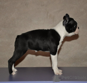 Photos supplémentaires: Chiots boston terrier à vendre