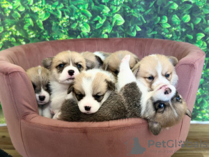 Photo №2 de l'annonce № 133546 de la vente welsh corgi - acheter à Estonie éleveur