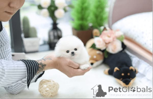 Photo №2 de l'annonce № 167869 de la vente spitz nain - acheter à USA éleveur