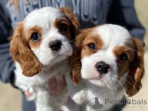 Photo №2 de l'annonce № 159957 de la vente cavalier king charles spaniel - acheter à Allemagne annonce privée