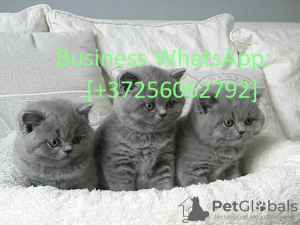 Photo №1. british shorthair - à vendre en ville de Helsinki | 400€ | Annonce № 121113