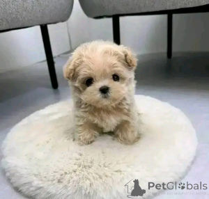 Photo №1. maltipu - à vendre en ville de Chicago | 425€ | Annonce №138093