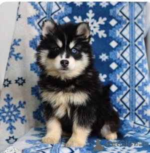 Photo №3. Ouah ! Ouah ! Salut! Regardez mes yeux perçants et mes oreilles duveteuses !. La Grande-Bretagne