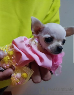 Photo №3. Princesse Mini Chihuahuas. Serbie