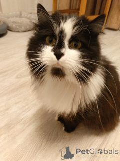 Photo №2 de l'annonce № 157977 de la vente  - acheter à Fédération de Russie annonce privée