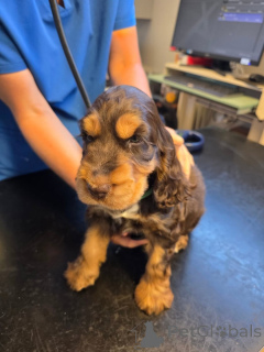 Photo №4. Je vais vendre cocker spaniel anglais en ville de Alavus. annonce privée - prix - 581€