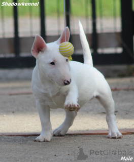 Photos supplémentaires: Chiots Mini Bull Terrier