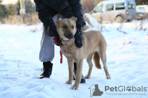 Photo №2 de l'annonce № 9006 de la vente chien bâtard - acheter à Fédération de Russie de l'abri