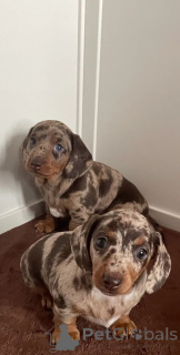 Photo №1. teckel - à vendre en ville de Anderu | Gratuit | Annonce №166519