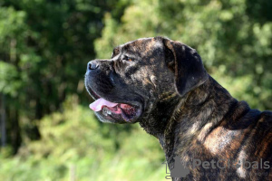 Photos supplémentaires: Chiots Cane Corso