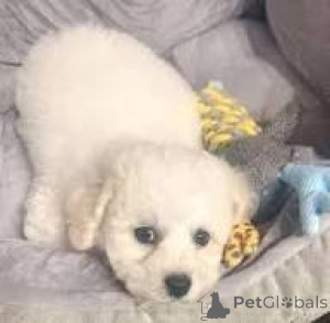 Photo №1. bichon à poil frisé - à vendre en ville de Bruxelles | 700€ | Annonce №166596