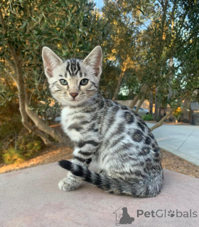 Photo №1. bengal - à vendre en ville de Dresde | 750€ | Annonce № 152553