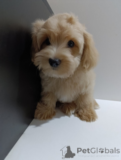 Photo №3. Chiots de bichon havaniens. Serbie