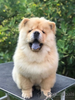 Photos supplémentaires: Chow Chow, de merveilleux chiots