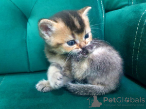 Photo №3. Chatons Scottish Fold en bonne santé disponibles maintenant avec tous les. Allemagne