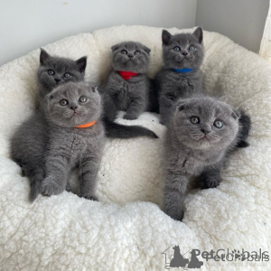 Photo №1. scottish fold - à vendre en ville de Tartu | négocié | Annonce № 173034