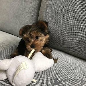 Photo №1. yorkshire terrier - à vendre en ville de Helsinki | 550€ | Annonce №163786