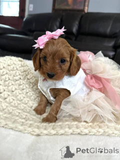 Photo №3. Dean Janet Kay Puppies House. USA