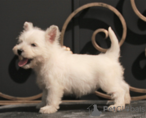 Photos supplémentaires: West Highland White Terrier chiot femelle