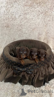 Photo №4. Je vais vendre teckel en ville de Nouveau jardin.  - prix - 500€