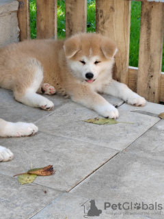 Photo №4. Je vais vendre akita (chien) en ville de Belgrade. éleveur - prix - négocié