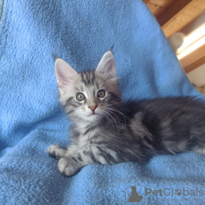Photo №3. Vends chat Maine Coon A-22. Allemagne