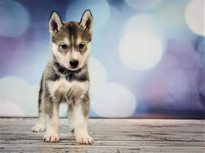 Photo №2 de l'annonce № 1013 de la vente husky de sibérie - acheter à Pologne annonce privée, de la fourrière, éleveur