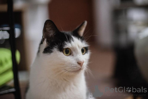 Photo №2 de l'annonce № 159454 de la vente  - acheter à Fédération de Russie de l'abri