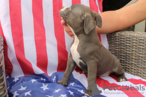 Photos supplémentaires: American Bully Pocket ABKC GrChampions