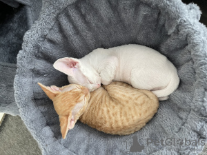 Photos supplémentaires: Chatons Devon Rex