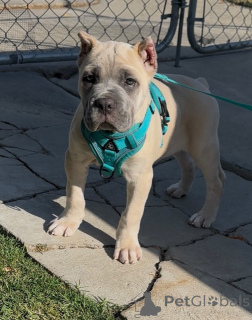 Photo №1. cane corso - à vendre en ville de Alavus | 700€ | Annonce №158578