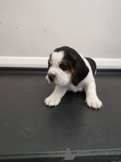 Photo №3. Chiots Beagle en adoption gratuite. Allemagne