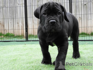 Photo №1. cane corso - à vendre en ville de Alavus | 700€ | Annonce №167785