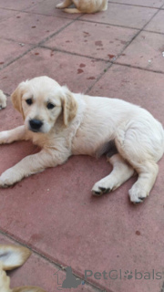 Photo №1. golden retriever - à vendre en ville de Anvers | négocié | Annonce №169641