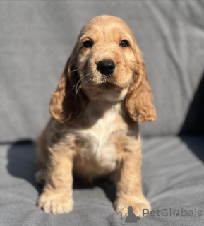 Photo №1. cocker spaniel anglais - à vendre en ville de Schwerte | négocié | Annonce №164303