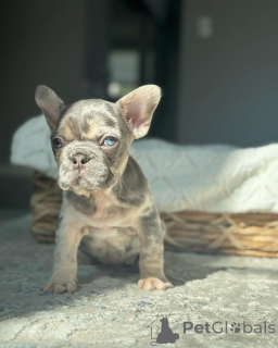 Photo №1. bouledogue - à vendre en ville de Munich | 400€ | Annonce №150646